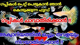 😳ഗപ്പികൾ പെറ്റ് പെരുകാൻ ഞാൻ കൊടുക്കാറുള്ള ഫുഡ് ? ഗപ്പികളെ കുറിച്ച് അറിയണ്ടതെല്ലാം!!| All About Guppy