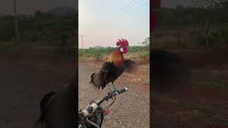 ធ្នាក់មាន់ព្រៃ🐔