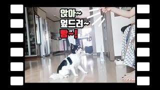 강아지 훈련 빵! 엎드려 가르치는 방법이 궁금하신가요?- The way of individual skill training