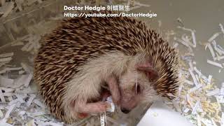 Sleeping Hedgehog / 睡眠刺蝟 / 眠っているハリネズミ