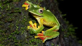 malabar gliding frog/മലബാർ പറക്കും തവള/animal world/reptiles creatures/frogs various behavior color