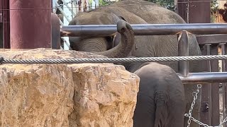 スーリヤおばさんとお話し楽しかったゾウ🐘【2023年4月5日】【上野動物園】アルン