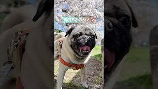 京都北山、鴨川の桜🌸5年前と同じ場所でパグとチワックスと　#shorts #sakura #pug ＃京都鴨川の桜＃犬とお花見