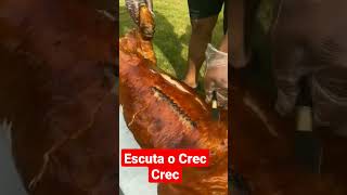 Os Que Amam Um Leitão à Pururuca se Manifestem #shorts #pururuca #leitão #churrasco #viral