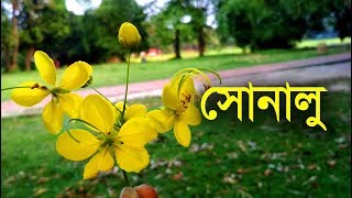 সোনালু বা বাঁদরলাঠি  Golden Shower Tree