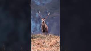 Amazing deer in the Dolomites Forest!!