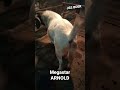 jss boer goat farm aurangabad 8888022567 9325999232