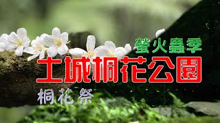 土城桐花公園:五月桐花祭閃耀螢火蟲季 新北最熱門的賞螢火蟲勝地