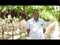 flame seedless grapes management credits grapes growers fb page