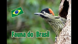 Fauna do Brasil  ( Brazilian Fauna ) Animal