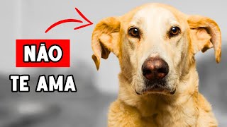 12 Sinais de que Seu Cachorro Não Ama Você (Mesmo que Você Ache que Ama) 💔🐕