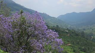 jacaranda flowers...💜