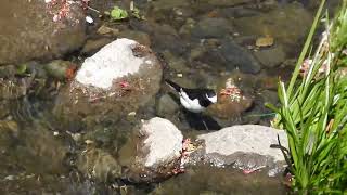 【鳥の鳴き声図鑑】子育て中のセグロセキレイが雛の食べ物を捕食しながら鳴く　Japanese Wagtail / Motacilla grandis