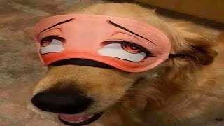 Top 5 Dog