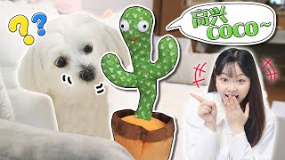 「萌寵日記」 會說話的仙人掌！ coco為何對新朋友大打出手？ 伶可家族小伶 Lingco Family Xiaoling