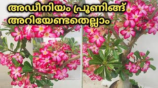 Adenium Pruning//അഡീനിയം പ്രൂണിങ്ങ് ഇപ്പൊ ചെയ്യേണ്ട സമയം. How \u0026 when to Prune Adenium Plant