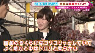 「噛めば噛むほど中からトロ―っと！」超貴重な国産食材“きくらげ”農園に潜入