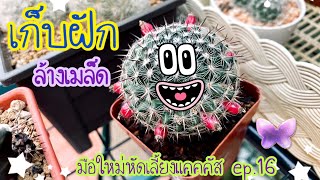 มือใหม่หัดเลี้ยงแคคตัส EP.16 เก็บฝักและล้างเมล็ด #cactus #เก็บฝัก #ล้างเมล็ด