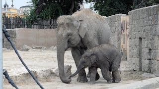 Budapest Zoo - Budapest Hungary - June 2018