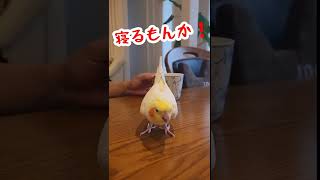 オカメインコが反抗期で困ってます‼️　#shorts