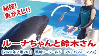 秘技！魚がえし！！鈴木トレーナー＆ルーナちゃんのまったりタイム【2020年2月24日　鴨川シーワールド　シャチパフォーマンス】