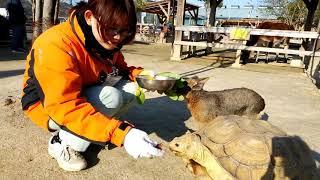 リクガメのごはんタイムFeeding Tortoise