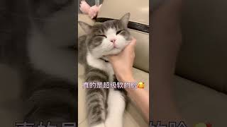 这是一只会笑的猫咪 超治愈！！#shorts #猫 #猫咪 #宠物 #猫与猫与猫与猫 #可爱