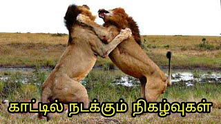 கேமராவில் சிக்கிய காட்டில் நடக்கும்  நிகழ்வுகள்/ animals messed with  wrong opponent / Tamil Display