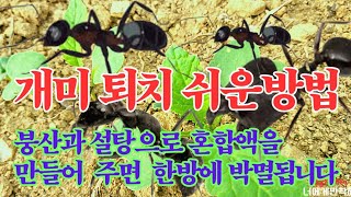 🕷모든 개미들 한방에 박멸//텃밭개미 집개미 화분개미 바퀴벌레 박멸시키는 쉬운방법//