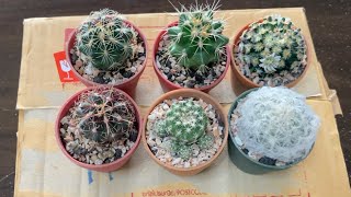 UNBOX【34】Discocactus buenekeri ｜Thelocactus Bicolor｜Echinocactus grusonii｜Mammillaria Schiedeana