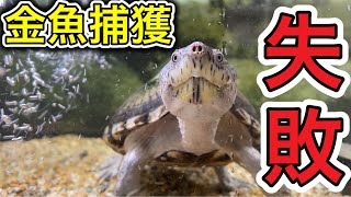 【カブトニオイガメ】飼育140 金魚捕獲失敗　生き餌エサやり