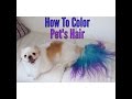 How to color dye your dog How to color dye your dog