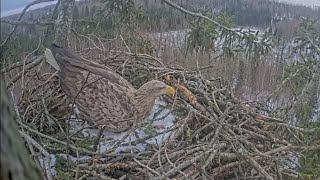 Zorro flew in with a stick and made a bed | Jūras ērgļi | Sea eagles | Jan 7, 2025