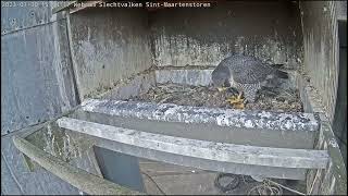 Kortrijk Peregrine falcon - Bonding 20230130