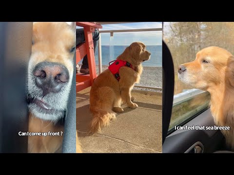 Taking My dogs To A Golden Retriever Getaway In Cape Cod Part One