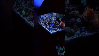 a little taste of the reef #aquarium #asmr #coral #fish #reef #satisfying