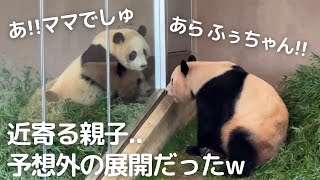 【速報】コントすぎん!?😂良浜ママも自由w楓浜とお話し彩浜＆良浜🐼パンダ親子