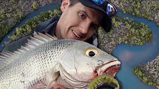 skipping lures DEEP into structure for MANGROVE JACK | CREEK MEETS THE COAST | Part 2