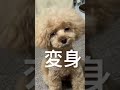 トイプードルはカットでイメージ変わります！　 トイプードル shorts トリミング dog 犬 トイプードル太郎