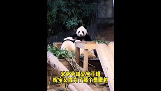 爱宝母女三过独木桥下班，辉宝又成为显眼宝#睿宝辉宝 #爱宝双胞胎