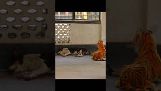 DESI DOG VS FAKE TIGER PRANK ON CRAZY DOG REACTION! | SAGOR BHUYAN