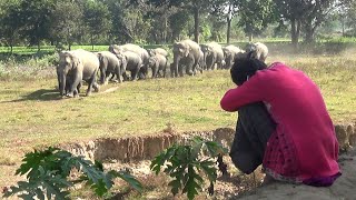 The woman is asleep and a herd of wild elephants is passing by