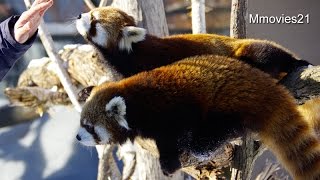 ホクトもがんばる！レッサーパンダのお食事タイム~Red Pandaｓ