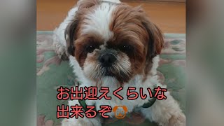 お出迎えも出来るぞ🐶シーズー犬のｵﾚはな、ちろ。#shorts