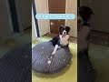 ふるさと納税 ボーダーコリー ペット ふるさと納税犬用ベット届いた！