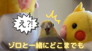 【オカメインコ雄♂】 ゾロと一緒にどこまでも