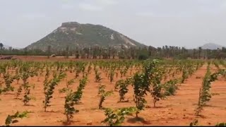 red Chandan plantation | चंदन के पौधे खरीदें । Lal Chandan, Lal Chandan tree, Lal Chandan ka ped।।