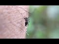 Toward Next-Generation Vector Surveillance (Daniel Neafsey)