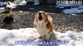 2024　新年のご挨拶と今年最初のお寿司パーティー〜コーギー三兄妹