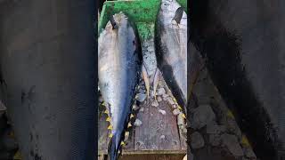 TYPES OF TUNA #Vizag SeaFoods #fish #trending #viralvideo #seafoodrecipes #bigtuna #fishing #seafood